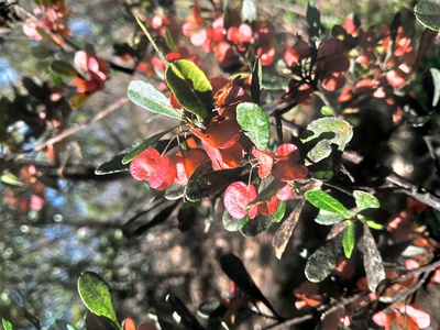 hop bush seedling